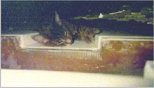 GC (grey Cat) keeps an eye on quality control. Here she is measuring the NACA duct