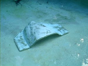 Upper cowl at the bottom of the pool