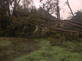 Trees block the roadway. I cut an arch with the chainsaw so people could get through.